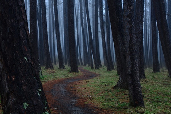 Location 8 Forest in Hanmer Springs - nature and outdoor activities near Hanmer Motel